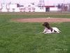 Scout - ADOPTED 04.06.12