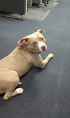 Princess-ADOPTED 08.18.12