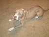 Princess-ADOPTED 08.18.12