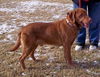 Sarge - ADOPTED 03.29.12