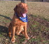 Sarge - ADOPTED 03.29.12