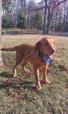 Sarge - ADOPTED 03.29.12