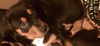 Fe Litter-Midnight-PENDING