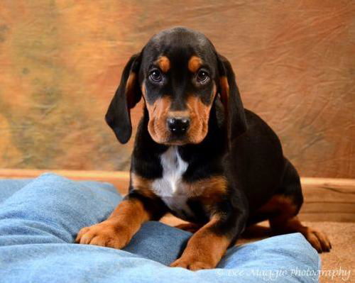 Fe Litter-Midnight-PENDING