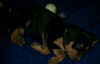 Fe Litter-Dusk-PENDING