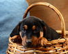Fe Litter-Dusk-PENDING