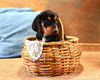 Fe Litter-Dusk-PENDING