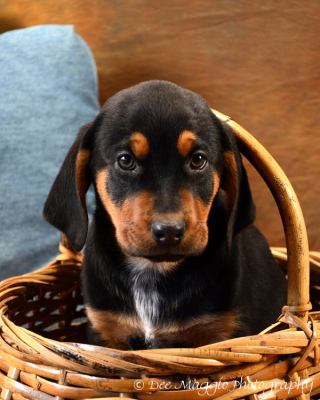 Fe Litter-Dusk-PENDING