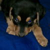 Fe Litter-Twilight-PENDING