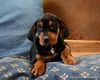 Fe Litter-Twilight-PENDING