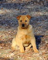 Meatball - ADOPTED 03.02.12