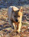 Meatball - ADOPTED 03.02.12