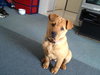 Meatball - ADOPTED 03.02.12