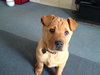 Meatball - ADOPTED 03.02.12