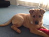 Meatball - ADOPTED 03.02.12