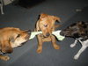 Meatball - ADOPTED 03.02.12