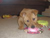 Meatball - ADOPTED 03.02.12