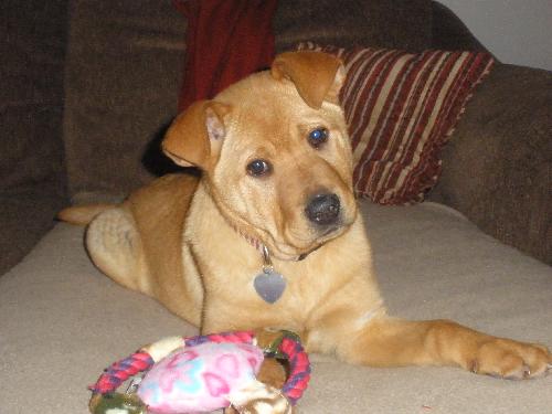 Meatball - ADOPTED 03.02.12