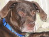 Doogle - ADOPTED 07.11.12