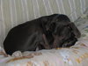 Doogle - ADOPTED 07.11.12