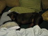 Doogle - ADOPTED 07.11.12
