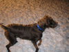 Doogle - ADOPTED 07.11.12