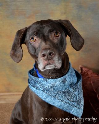 Doogle - ADOPTED 07.11.12
