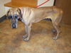 Goliath - ADOPTED 06.01.12