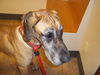 Goliath - ADOPTED 06.01.12