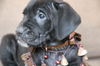 He Litter-Dominica - ADOPTED 02.25.12