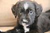 He Litter-Barbados - ADOPTED 03.12.12