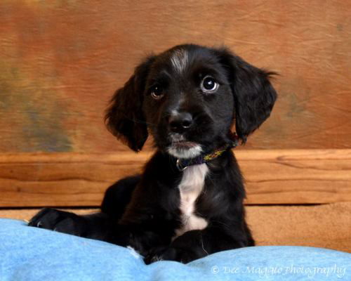 He Litter-Barbados - ADOPTED 03.12.12