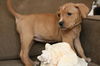 He Litter-Cayman-PENDING