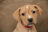 He Litter-Cayman-PENDING