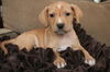 He Litter-Cayman-PENDING