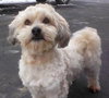 Rugsie - ADOPTED 02.23.12