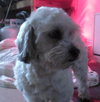 Rugsie - ADOPTED 02.23.12