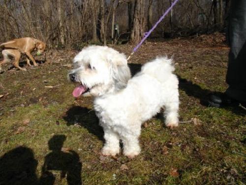 Rugsie - ADOPTED 02.23.12