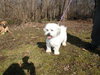 Rugsie - ADOPTED 02.23.12