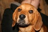 Buttons-Ie Litter (CBW-A)-ADOPTED-8.14.15
