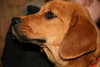 Buttons-Ie Litter (CBW-A)-ADOPTED-8.14.15