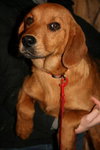 Buttons-Ie Litter (CBW-A)-ADOPTED-8.14.15