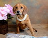 Buttons-Ie Litter (CBW-A)-ADOPTED-8.14.15