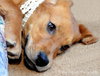 Buttons-Ie Litter (CBW-A)-ADOPTED-8.14.15