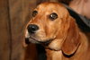 Bows-ADOPTED