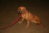 Bows-ADOPTED