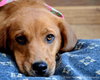 Bows-ADOPTED