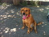 Bows-ADOPTED