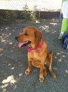 Bows-ADOPTED
