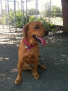 Bows-ADOPTED